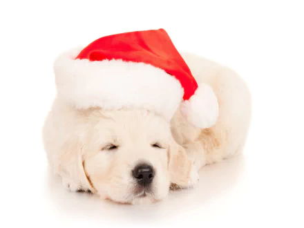 Sleeping Labrador Retriever puppy in a red Santa hat, Christmas-themed HD desktop wallpaper/background — a cute holiday animal scene.