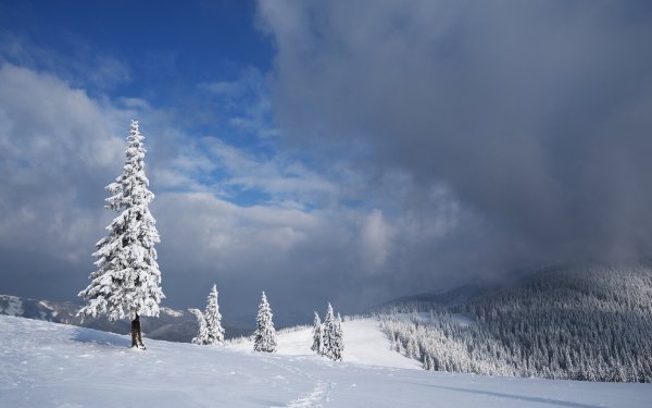 Earth Winter Tree Forest Snow Cloud HD Wallpaper | Background Image