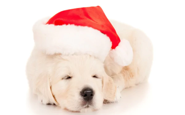 Sleeping Labrador Retriever puppy in a red Santa hat, Christmas-themed HD desktop wallpaper/background — a cute holiday animal scene.