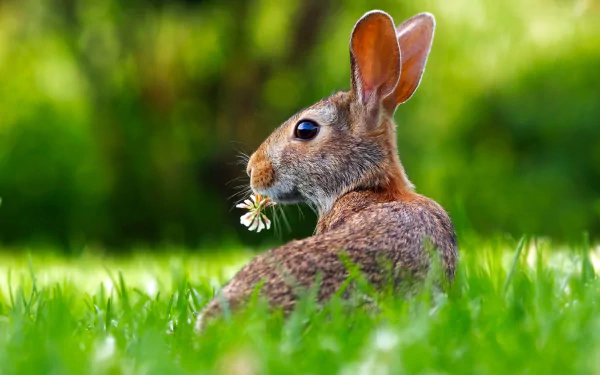  Hare sitting on the lawn