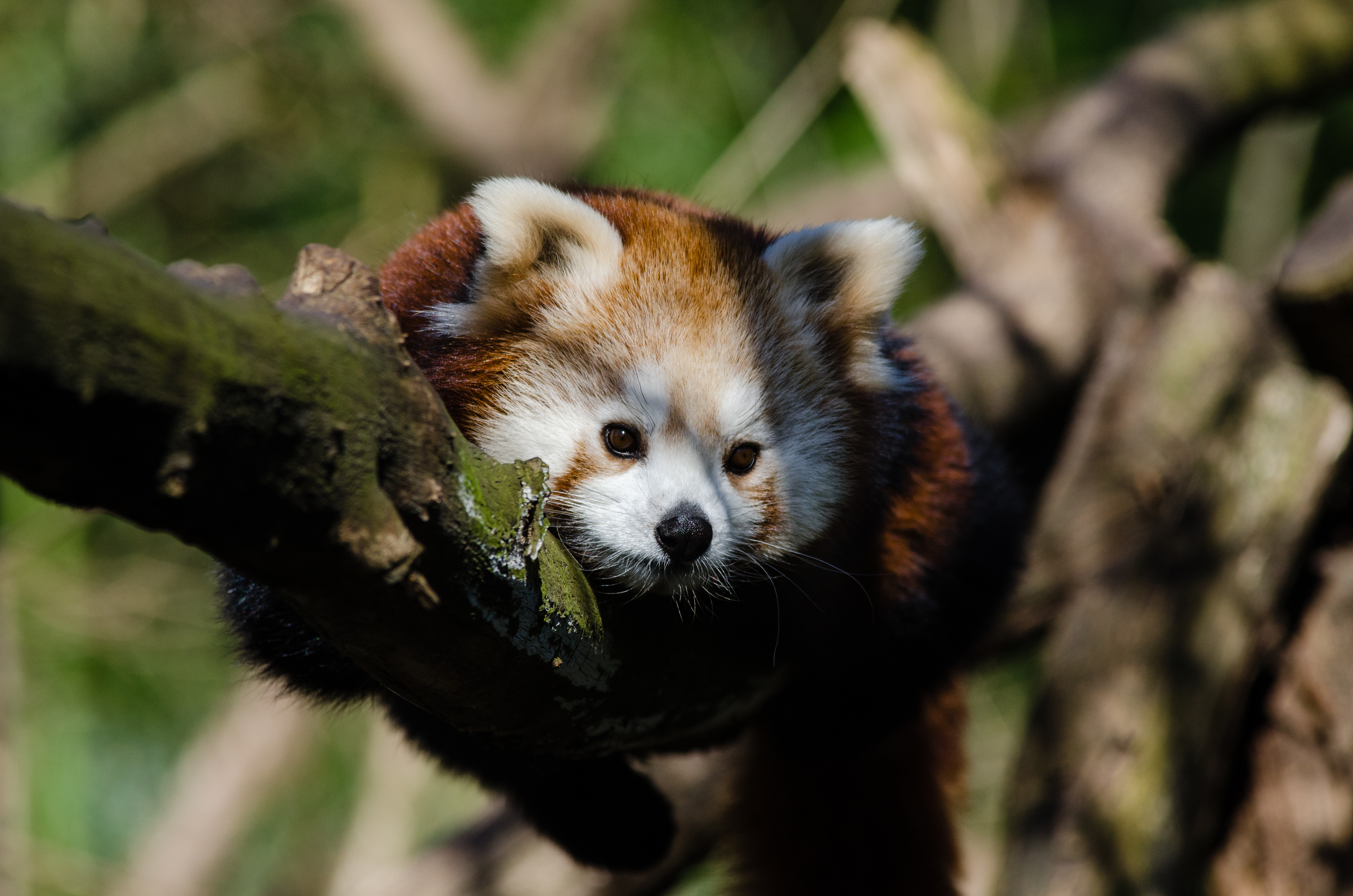 Animales Panda Rojo Fondo de pantalla HD | Fondo de Escritorio
