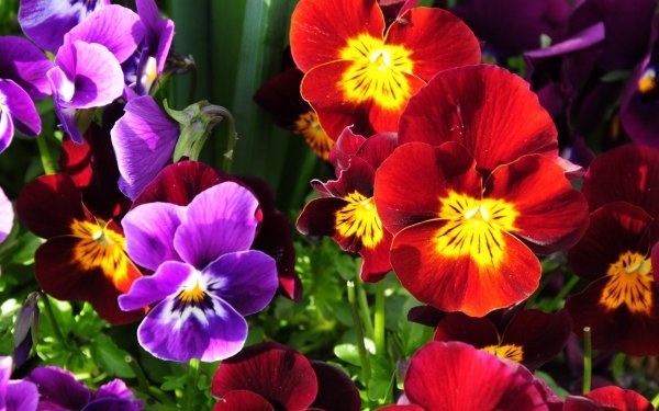 Earth Pansy Flowers Flower Colors Colorful Red Flower Purple Flower HD Wallpaper | Background Image