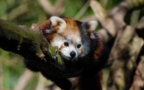 Blurred close-up of a red panda resting on a tree branch, captured in 4K Ultra HD for a vivid PC desktop wallpaper background.