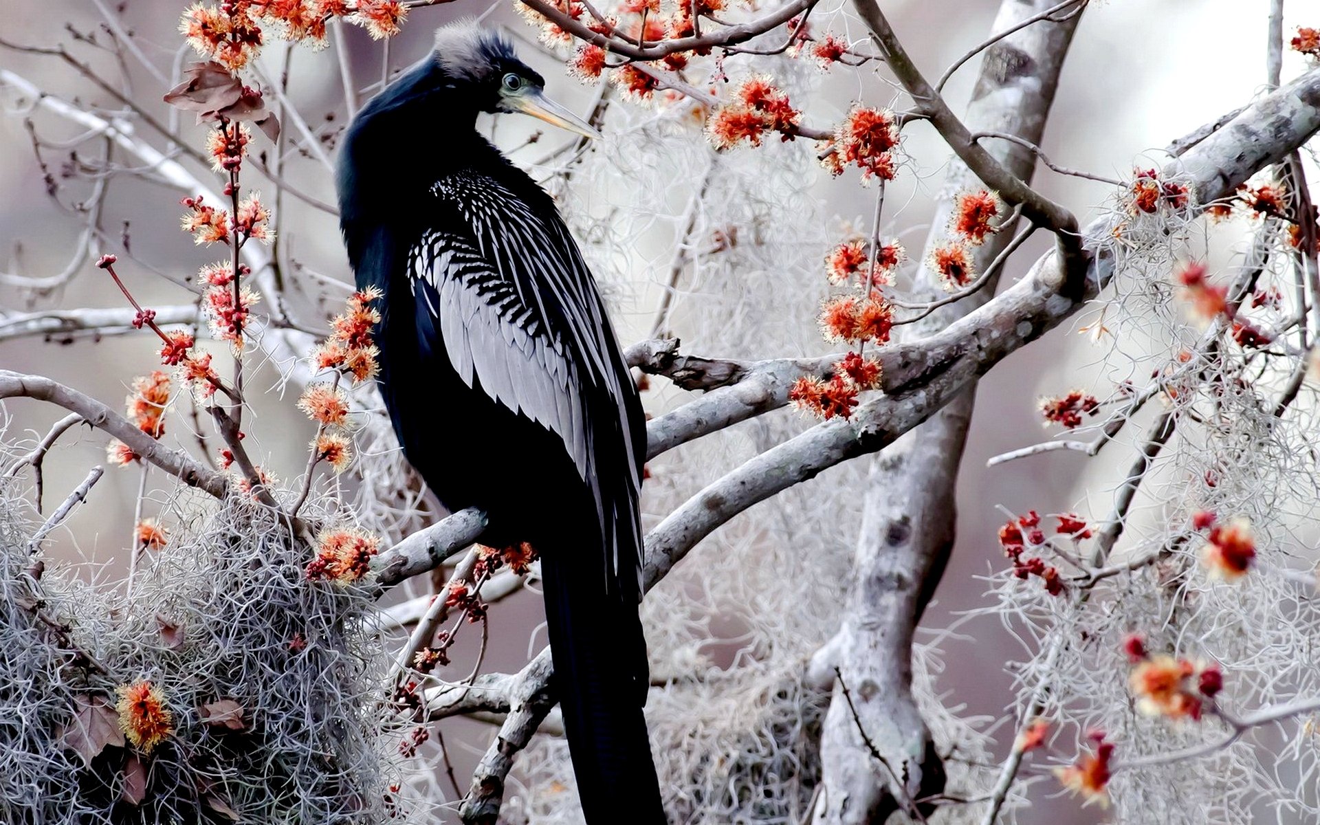 Download Anhinga Animal Darter HD Wallpaper