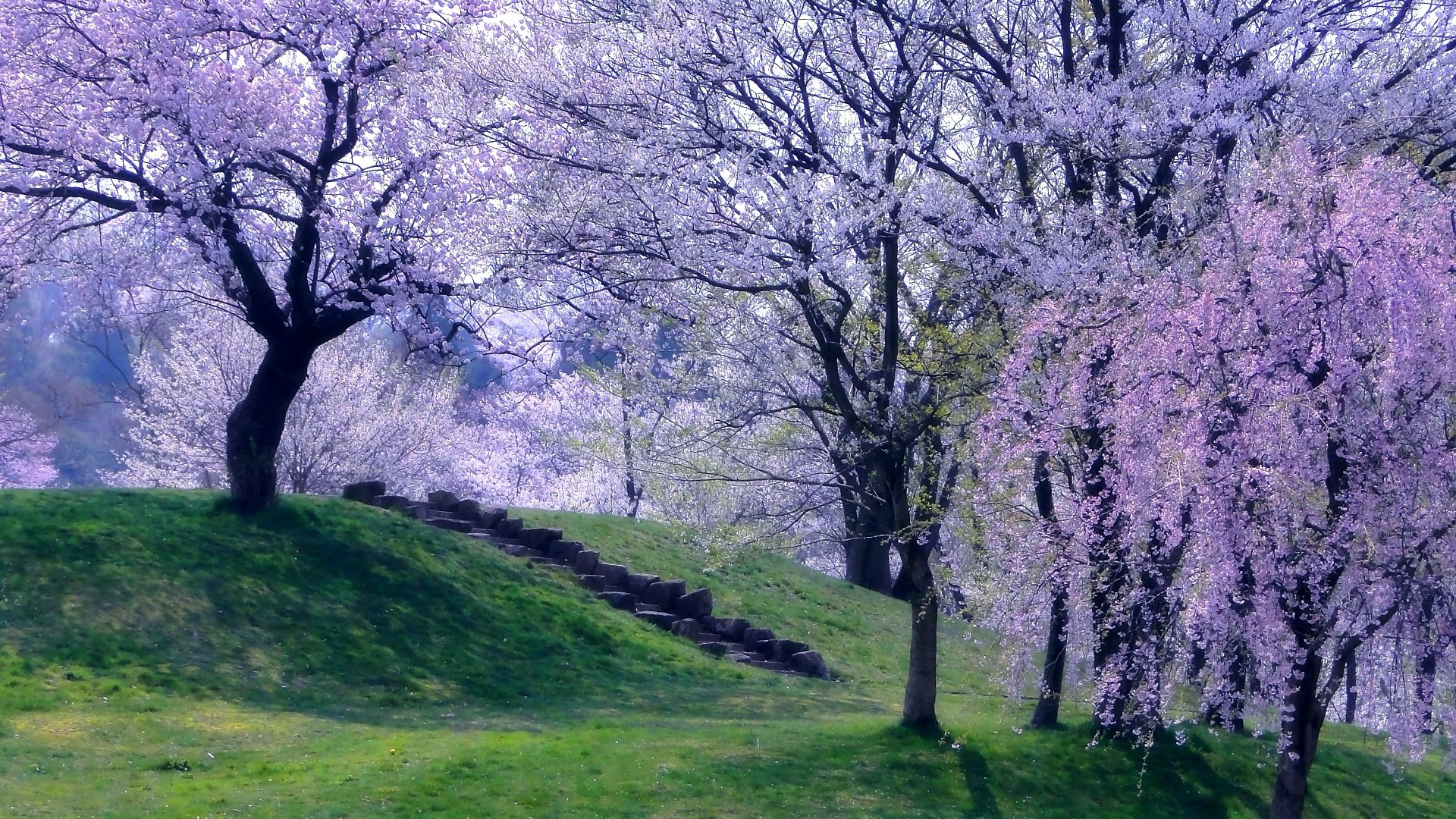 Blossoming Spring Trees