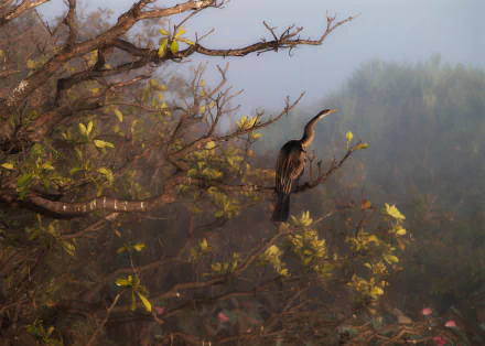 Australian Darter perched on a tree branch among autumn foliage, captured in a serene natural setting for an HD desktop wallpaper background.
