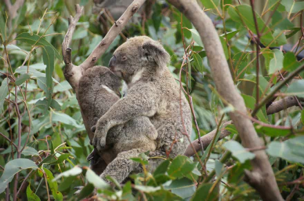 HD PC desktop wallpaper and background featuring a koala (marsupial mammal) mother and joey cuddling amid eucalyptus branches and green leaves.