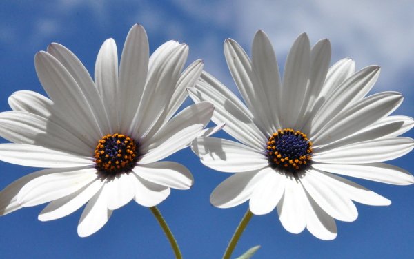 Nature Daisy Flowers Flower Sky White Flower HD Wallpaper | Background Image