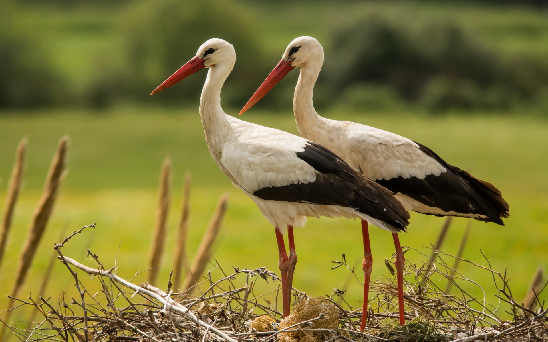 Download Bird Stork Animal White Stork HD Wallpaper