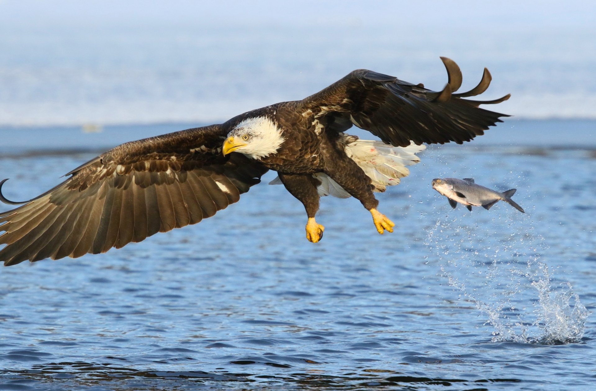 HD desktop wallpaper of a bald eagle, a bird of prey, swooping over water to catch a fish in midair.