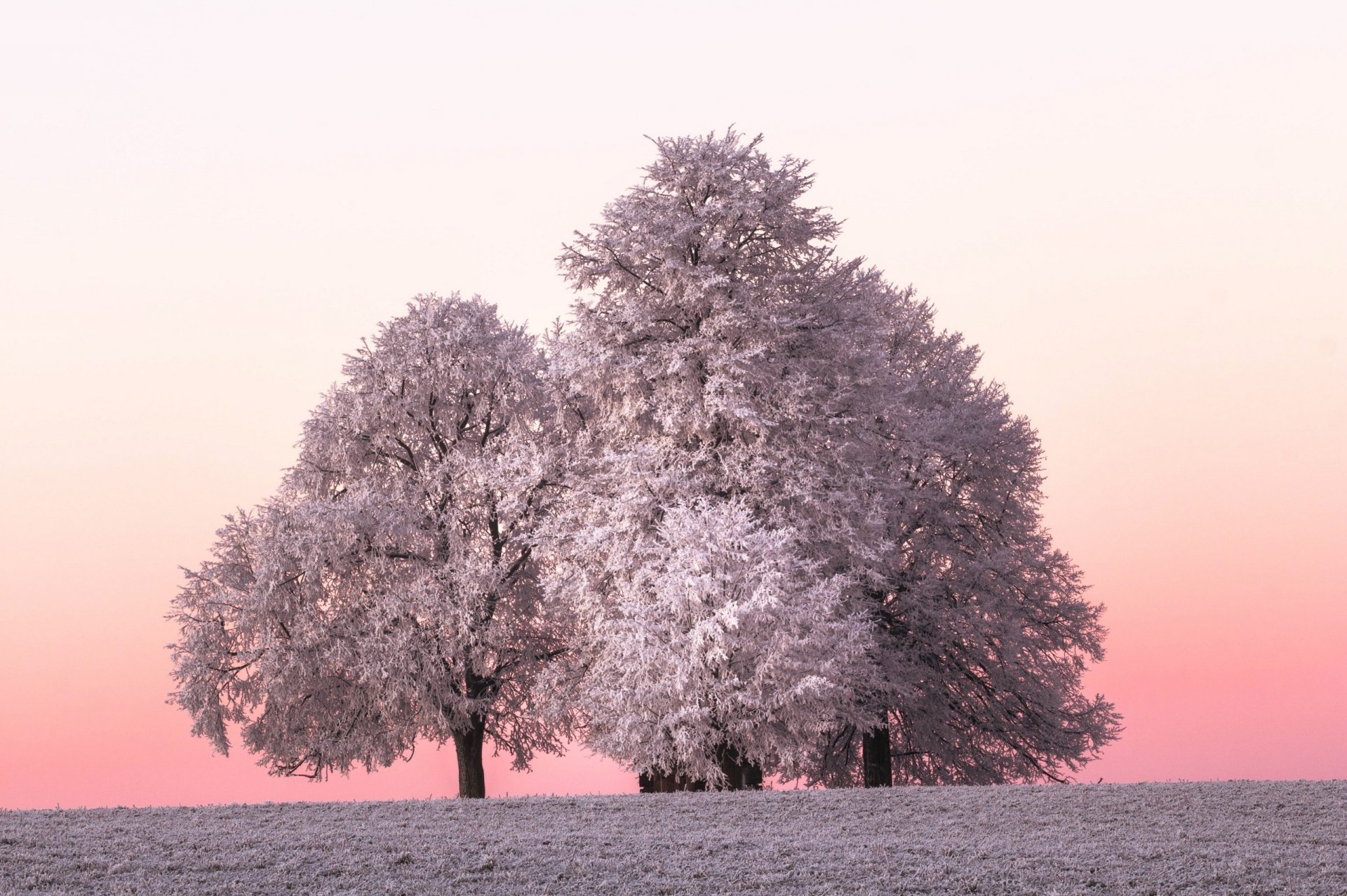 HD desktop wallpaper of snow-covered trees in a serene winter landscape with a soft pink sky, showcasing the beauty of nature.