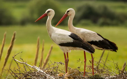 Two white storks standing on a nest in a green field, captured in a high-definition image for a PC desktop wallpaper.
