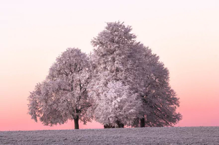 HD desktop wallpaper of snow-covered trees in a serene winter landscape with a soft pink sky, showcasing the beauty of nature.