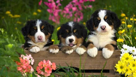 Three adorable Bernese mountain dog puppies peek out of a wooden crate in a vibrant field of flowers, creating a cute and charming HD desktop wallpaper.