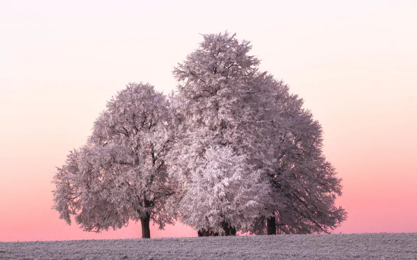 HD desktop wallpaper of snow-covered trees in a serene winter landscape with a soft pink sky, showcasing the beauty of nature.