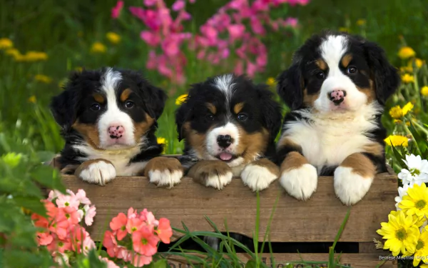 Three adorable Bernese mountain dog puppies peek out of a wooden crate in a vibrant field of flowers, creating a cute and charming HD desktop wallpaper.