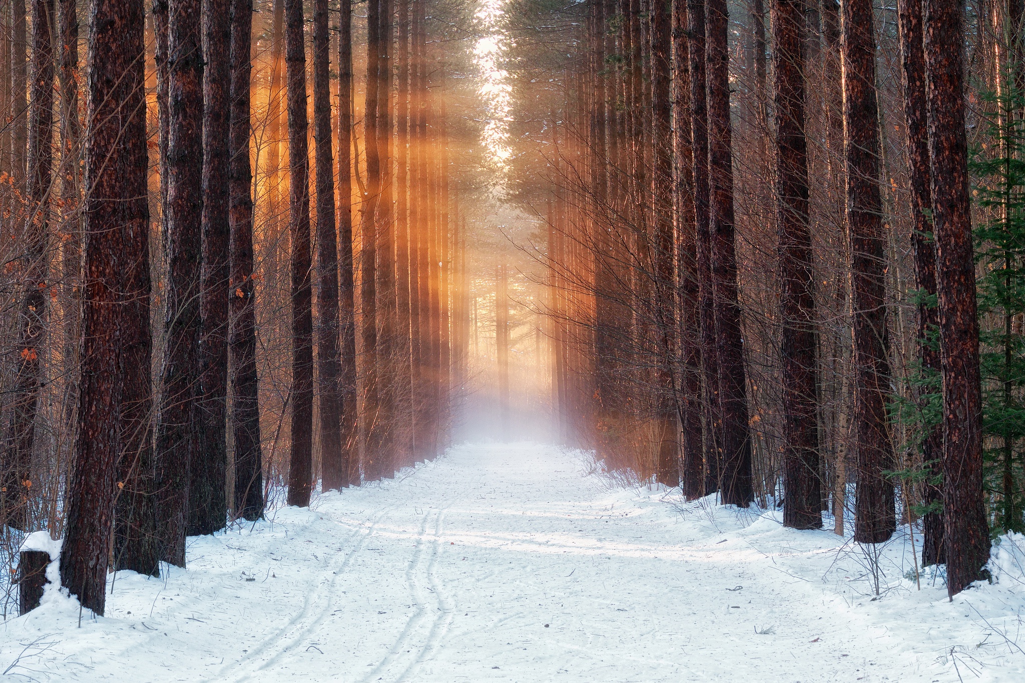 Download Sunbeam Path Nature Tree Snow Forest Winter HD Wallpaper