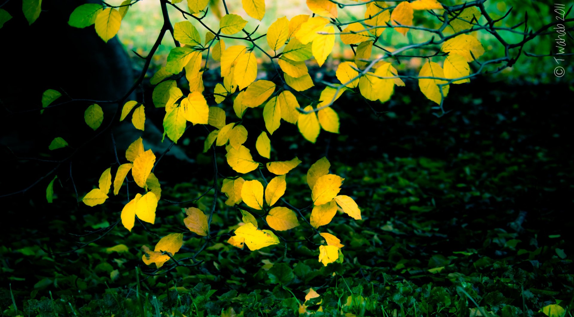 2K Quad HD PC Desktop Wallpaper and Background: yellow oak leaves on a branch in fall, set against a dark green forest floor — nature background.