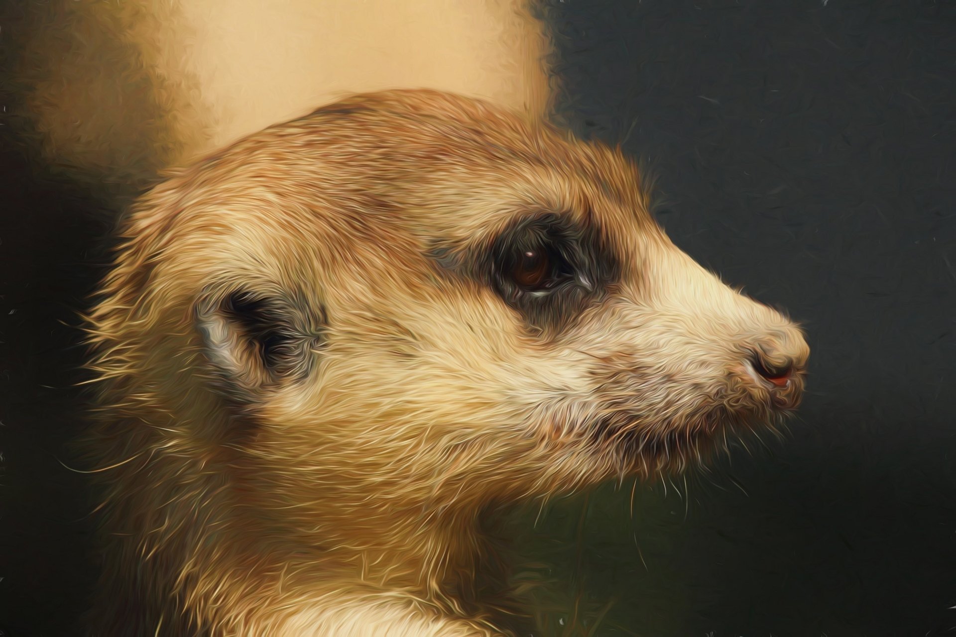 A Meerkat done with an oil paint filter HD Wallpaper | Background Image | 3189x2126 | ID:787344 - Wallpaper Abyss  A Meerkat done... 