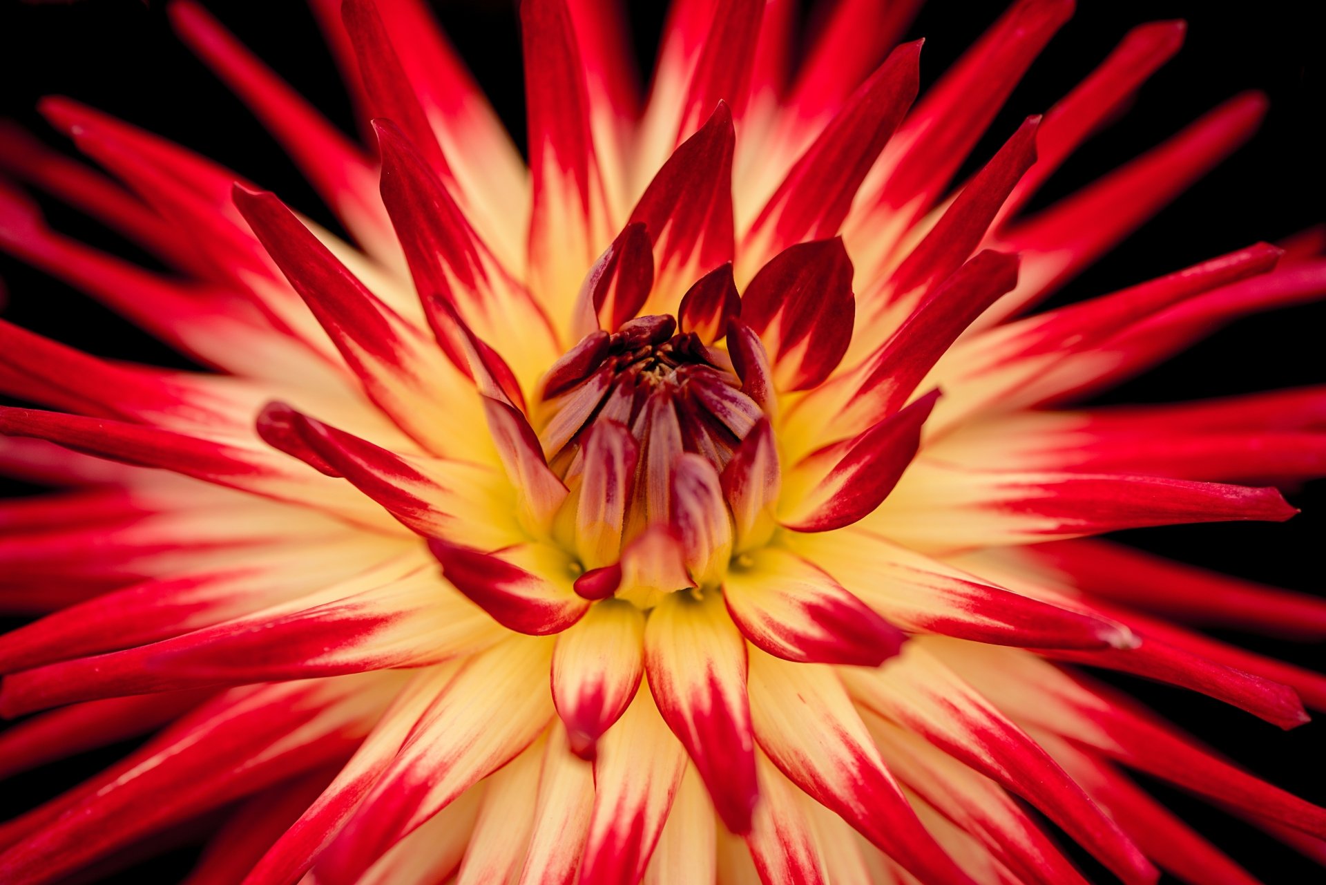 Red and White Dahlia