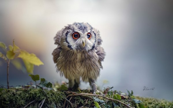 Animal Owl Birds Owls Owlet Cute Oil Painting Baby Animal HD Wallpaper | Background Image