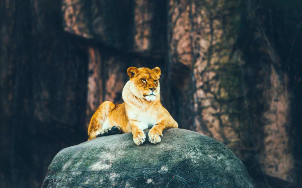 A lion lying down on a large rock, captured in high definition with a dark, textured background, creating a striking HD PC desktop wallpaper scene.