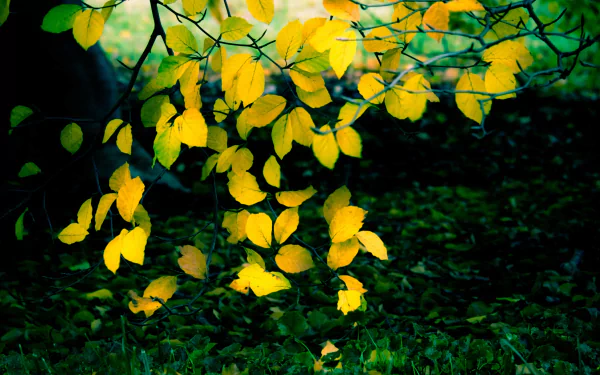 2K Quad HD PC Desktop Wallpaper and Background: yellow oak leaves on a branch in fall, set against a dark green forest floor — nature background.