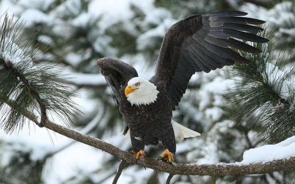 Animal Bald Eagle Birds Eagles Eagle Branch Snow Winter HD Wallpaper | Background Image