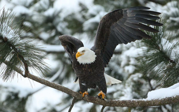 A majestic bald eagle spreads its wings while perched on a snow-covered branch. Pine branches and a snowy background create a serene winter scene. HD desktop wallpaper.