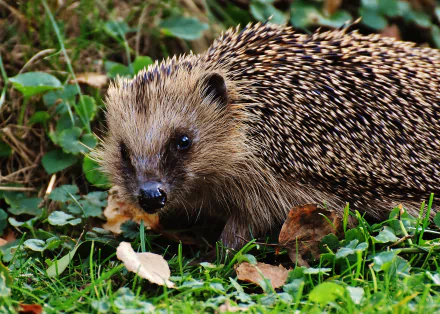 Close-up of a hedgehog on grass and leaves, captured in 4K Ultra HD for a vivid PC desktop wallpaper background.