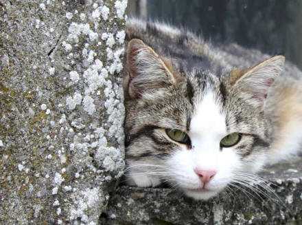 resting Animal cat HD Desktop Wallpaper | Background Image