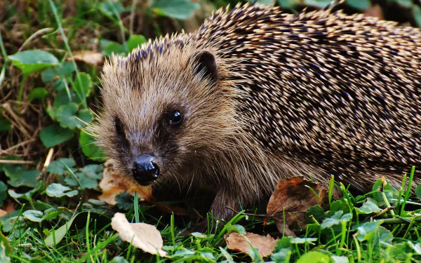 Animal hedgehog HD Desktop Wallpaper | Background Image