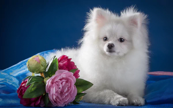 flower muzzle dog Animal spitz HD Desktop Wallpaper | Background Image