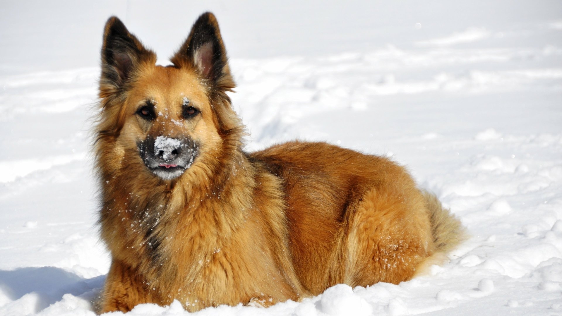 A German Shepherd dog lying in fresh winter snow, captured in sharp 4K Ultra HD quality as a PC desktop wallpaper.