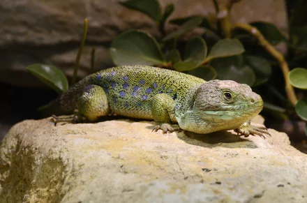  Ocellated lizard, eyed lizard, jeweled lacerta or wall lizard
