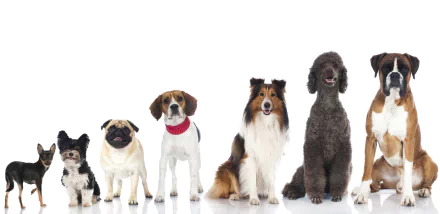 HD desktop wallpaper featuring a lineup of dogs including a Chihuahua, Pug, Beagle, Rough Collie, Poodle, and Boxer against a white background.