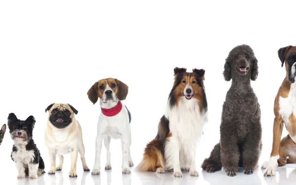 HD desktop wallpaper featuring a lineup of dogs including a Chihuahua, Pug, Beagle, Rough Collie, Poodle, and Boxer against a white background.