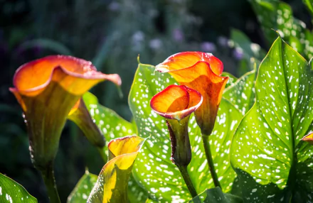 Vibrant orange calla lilies with speckled green leaves bathed in sunlight, captured in vivid detail for an HD PC desktop wallpaper showcasing nature's beauty.