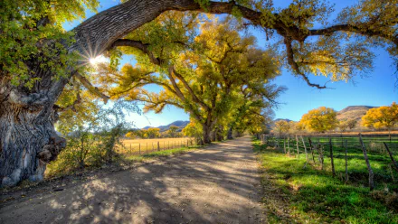 A scenic HD desktop wallpaper featuring a serene dirt road flanked by lush fields and a natural fence, winding through a picturesque landscape with vibrant trees under a clear blue sky.