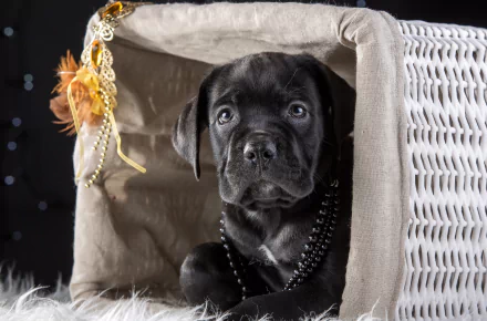 basket muzzle puppy dog Animal Cane Corso HD Desktop Wallpaper | Background Image