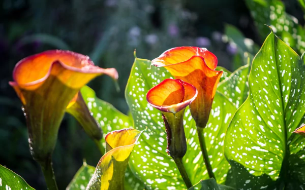 Vibrant orange calla lilies with speckled green leaves bathed in sunlight, captured in vivid detail for an HD PC desktop wallpaper showcasing nature's beauty.