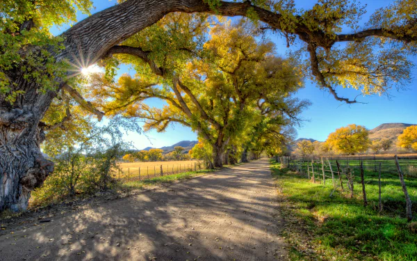 A scenic HD desktop wallpaper featuring a serene dirt road flanked by lush fields and a natural fence, winding through a picturesque landscape with vibrant trees under a clear blue sky.