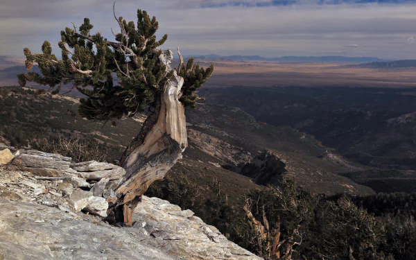 twisted tree panorama nature landscape HD Desktop Wallpaper | Background Image