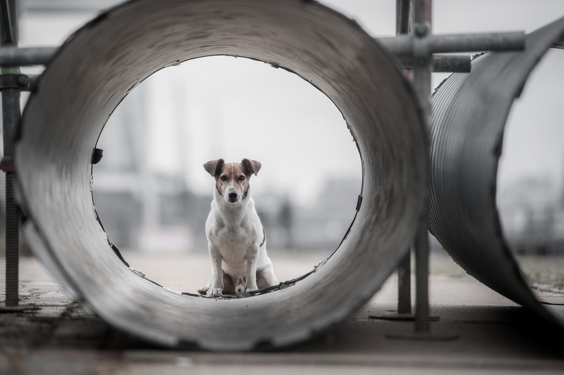Download Dog Animal Jack Russell Terrier HD Wallpaper by Heike Willers