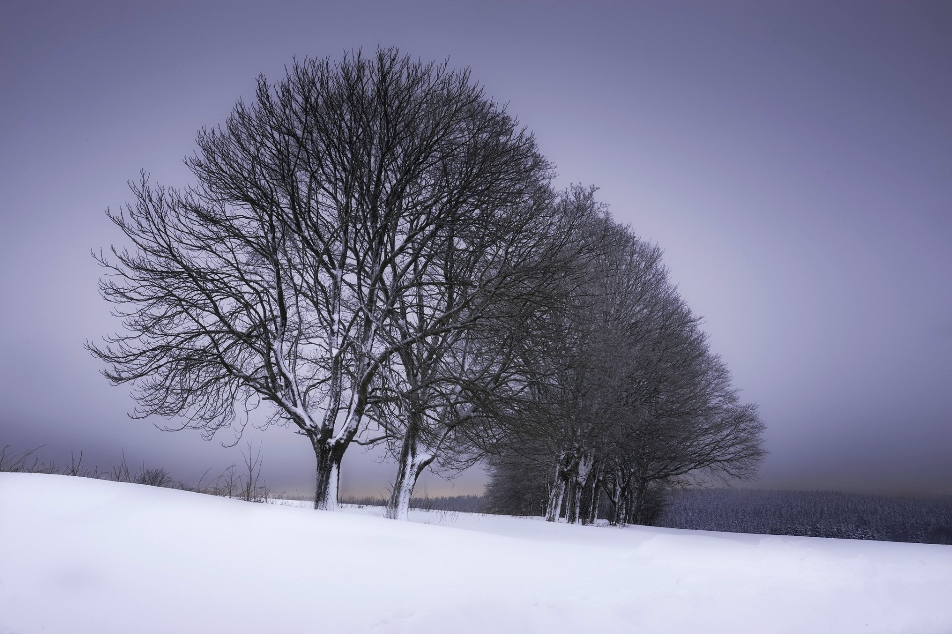 Download Landscape Snow Tree-lined Tree Nature Winter HD Wallpaper ...