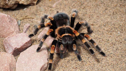 Hairy Tarantula