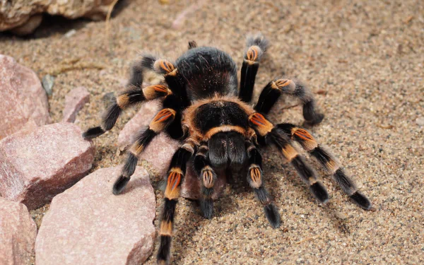  Hairy Tarantula