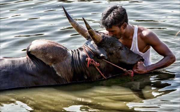  Tamil Bull