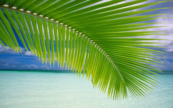 A vibrant green palm frond stretches gracefully over a serene turquoise ocean, under bright blue skies, capturing the essence of tropical beach nature.