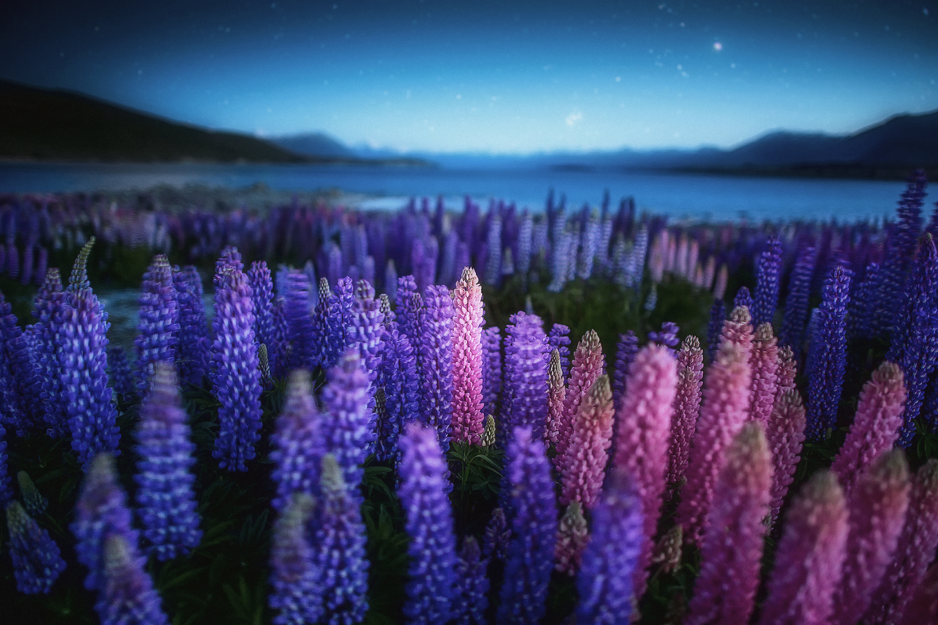 Download Purple Flower Blue Flower Night Flower Nature Lupine HD Wallpaper